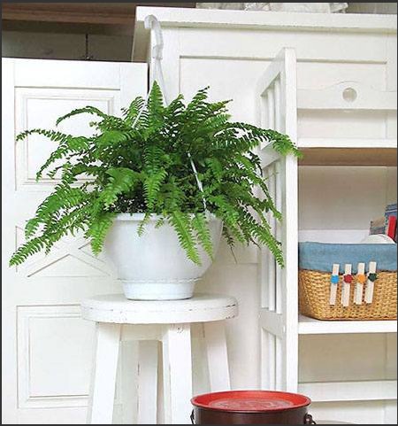 巧用植物扮靓家居