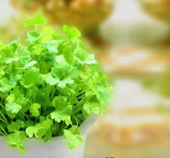 风靡日本吃香菜狠减肥