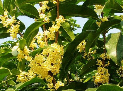 桂花