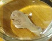 柠檬鸡