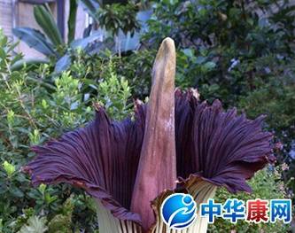 尸香魔芋花