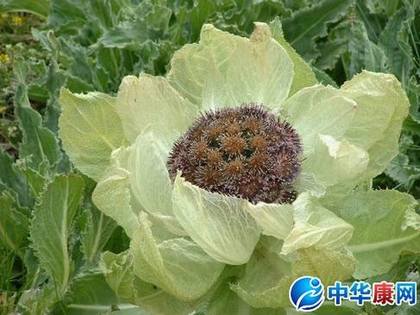 天山雪莲花