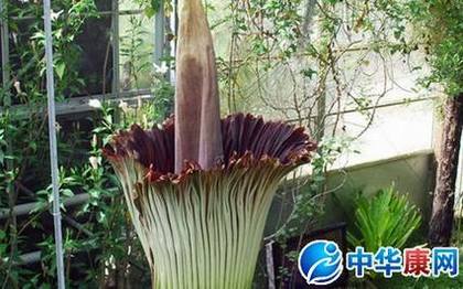 泰坦魔芋