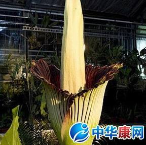 泰坦魔芋花