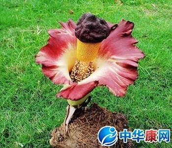魔芋花