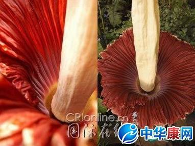 巨魔芋