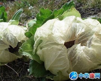 雪莲花