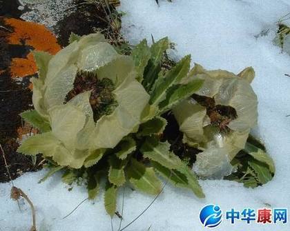 天山雪莲