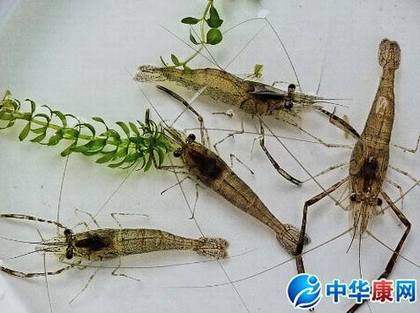 河虾