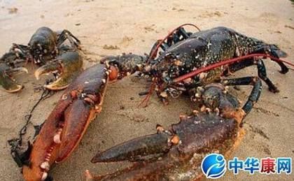 巨型龙虾