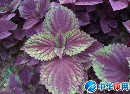 紫苏