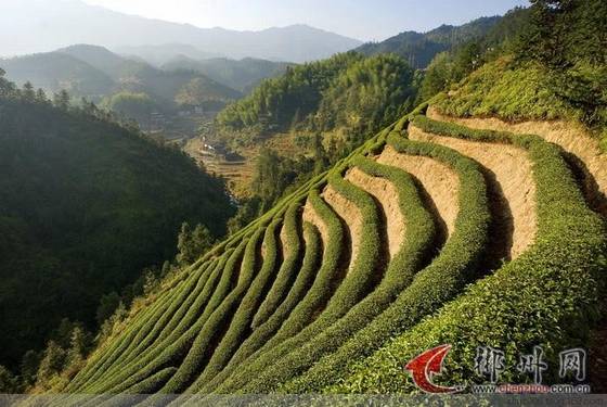 桂东玲珑茶的传奇故事 桂东玲珑茶的传奇故事