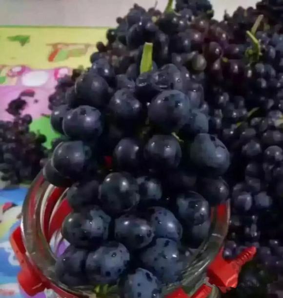 家庭家庭自酿黑葡萄酒酿酒技术