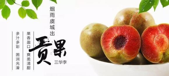 家庭自酿三华李水果酒技术方法