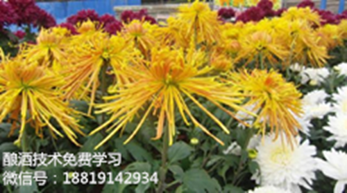 花卉酒酿酒技术的制作方法