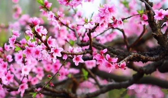 桃花蜂蜜酒制作方法