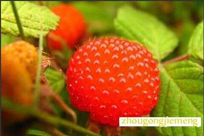 μľݮ